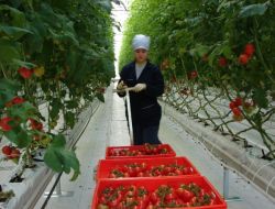 Denizli’nin Tarım İhracatı 400 Milyon Dolara Yükseldi