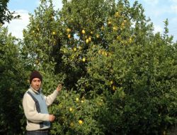 Limon Dalında Kaldı