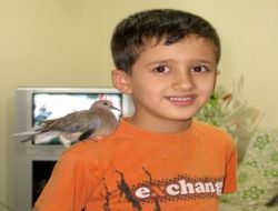Yaralı Kumrunun 8 Yaşındaki Çocuğa Vefası