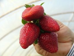 Çilekteki Fosfor Ve Demir Zenginliğini Özel Karışımlı Hayvan Gübreleriyle Muhafaza Ediyor