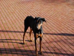 Yıkıma Doberman Engeli