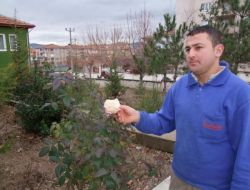 Gül, Kışın Ortasında Çiçek Açtı
