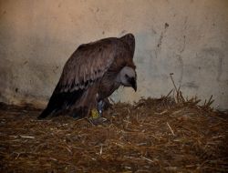 Yaralı Akbaba Tedavi Altına Alındı