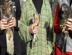 Yaralı Yabani Hayvanlara Bakanlık El Uzattı