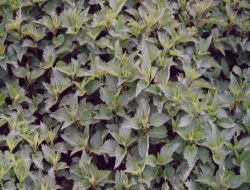 Tekstil Sektöründe Pamuğun Yerini Isırgan Otu Alacak