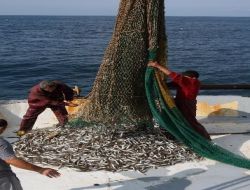 Gırgır Avından Umduğunu Bulamayan Balıkçılar, Trolden Umutlu Döndü