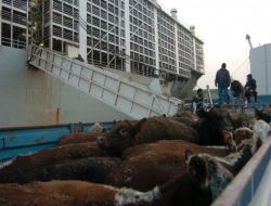 Kocaeli’ye 15 Bin 500 Angus Daha Geldi!!