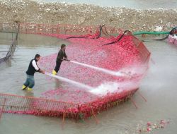 Turpun Kilosu Tarlada 15 Kuruşa Kadar Düştü