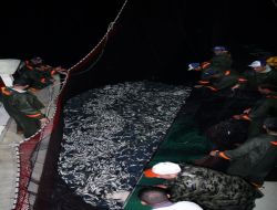 Karadeniz'e Erken Gelen Hamsi, Bölgeyi Terk Etti