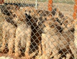 Niğde'de Sokak Köpekleri Barınağa Kavuştu