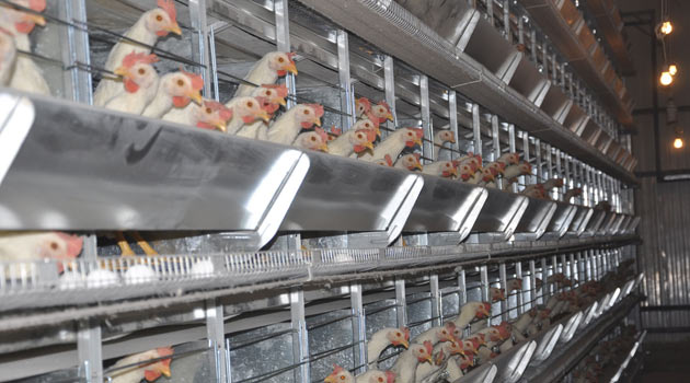 Tavukçular ihracat için