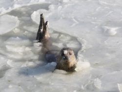 Çin’de Mahsur Kalan Foklara Halk Yardım Elini Uzattı!
