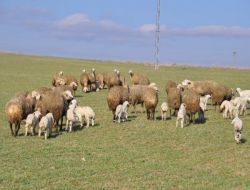 Kar Yağmayınca Koyunlar Kış Ayında Meranın Tadını Çıkarıyor