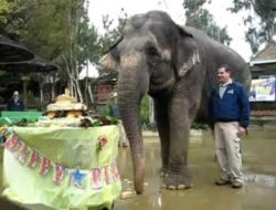 Kuzey Amerika’nın En Yaşlı Fili Öldü