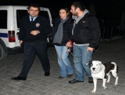 Tasmasız Pitbul Cinsi Köpeğe El Konuldu