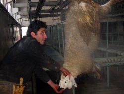 Canlı Hayvan Kilo Kesim Fiyatı Düşerken, Et Satış Fiyatı Aynı Kaldı