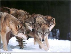 Sibirya'da Aç 400 Kurt Çete Kurdu; At Ve Geyik Avlıyor