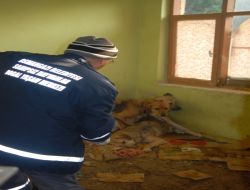 Zabıta Operasyonla 8 Köpeği Kurtardı