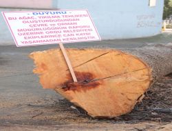 Ordu’da Duyurulu Ağaç Kesimi