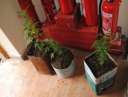 Jandarma, Manavgat'ta 33 Bağ Hint Keneviri Ele Geçirdi!