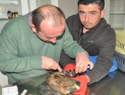 Yaralı Şahin’e Platin Takıldı