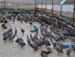 Kene İle Mücadele İçin Beç Tavuğu Üretimine Başlanıldı
