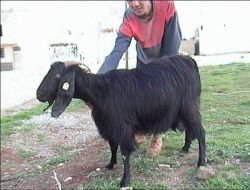 Kilis Keçisi Markalaşıyor!