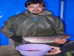 Alabalıkların Yumurtalarını El Masajıyla Sağıyorlar