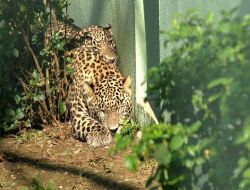 Pers Leoparları Bursa'da Çoğalacak