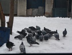 Kars’ta Kar 30 Santimetreye Ulaştı!