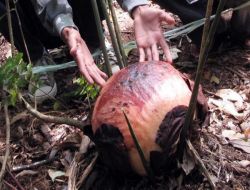 Endonezyalı Köylü, Dünyada Nadir Rastlanan En Büyük Çiçeği Raflesia Arnoldi'yi Buldu!