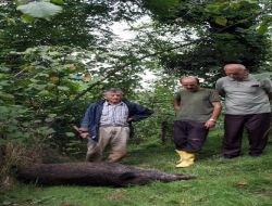 Yaralı Domuz, Kendisine Ateş Eden Köylüyü Öldürdü