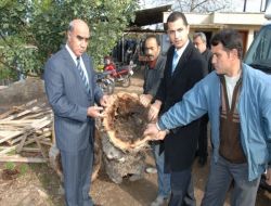 Yaşlı Çınar Ağaçları Budanıyor