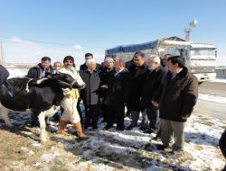Ereğli’de Kuzukuyusu Köyünde 120 Düve Dağıtıldı