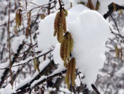 Kar, Fındık Üreticisinin Yüzünü Güldürdü