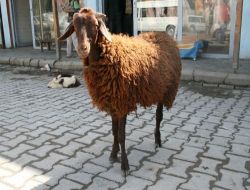 3 Ayaklı Doğan Kuzu Sürüden Geri Kaldığı İçin Kasaba Verildi