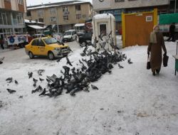Kars Esnafı, Aç Kalan Kuşlara Yem Serpiyor