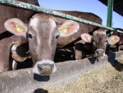 Malatya’da Sertifikalı Çoban Yetiştiriliyor