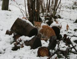 Giresun'da Kar Yağışı Devam Ediyor