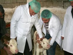 'gap Süt Sığırcılığı' Projesi Siirt'te Başladı