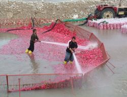 Soğuk Hava Turp Üreticisinin Yüzünü Güldürdü
