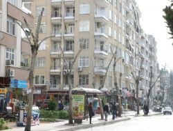 Park Ve Bahçeler Müdürü Hayta: Budama Yapmazsak Ağaçlar Yok Olacak