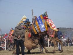 Kızgın Develer Tel Örgüleri Yıktı; Kılıçdaroğlu Zorlu Rakibiyle Berabere Kaldı..