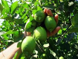 Limon Üreticileri, Devletin Belirlediği Fiyatın Kendilerine Yansımamasından Şikayetçi