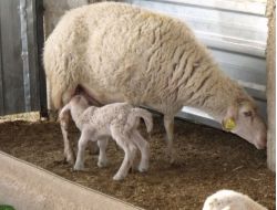 Merinos Cinsi Koyun Beşiz Doğurdu