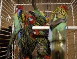 Kapıkule’de 29 Adet Kaçak Papağan Ele Geçirildi!!