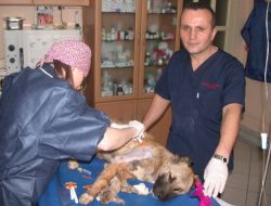 Yaralı Köpeği, Masrafı Duyunca Veterinerde Bırakıp Kaçtılar