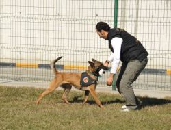 Patlayıcı Dedektör Köpeği 'Senta' Kapıkule’de Göreve Başladı!