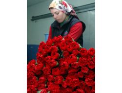 Sevgililer Günü'nde 40 Milyon Dal Çiçek İhracatı Yüz Güldürecek