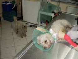 Yaralı Arkadaşını Sürükleyerek Eve Getiren Köpek, Ameliyat Masasında Da Yalnız Bırakmadı